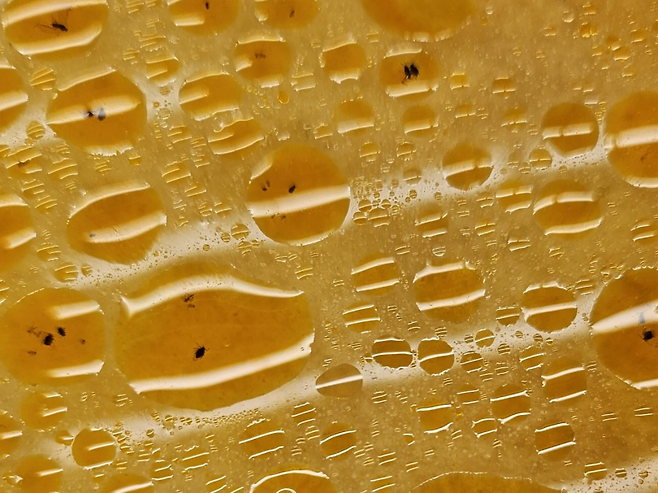 가족의 생일 맞아 샤브샤브를 식당을 찾았다가 국물 속에서 벌레 수십 마리를 발견했다는 사연이 공개돼 공분을 사고 있다. /사진=스레드(ryujiieun)