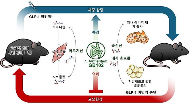 자체개발 유산균 균주 리모시락토바실러스 퍼멘텀 효능 작용기전. [지아이롱제비티 제공]