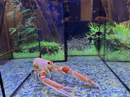 노르웨이 바닷가재 스웨덴 예테보리대 연구팀은 인간의 진통제가 다리가 5쌍인 십각류 갑각류(decapod crustacean)의 통증 반응도 억제하는지 알아보기 위해 노르웨이 바닷가재에 진통제를 투여한 뒤 전기충격을 가했다. [Eleftherios Kasiouras  제공. 재판매 및 DB 금지]