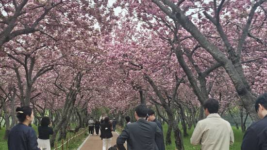 지난 15일 오후 만개한 웅동수원지 벚꽃.사진=이은수기자