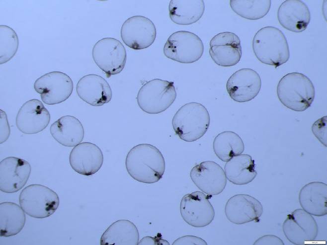 야광충 현미경 사진.(사진=경기도해양수산자원연구소)