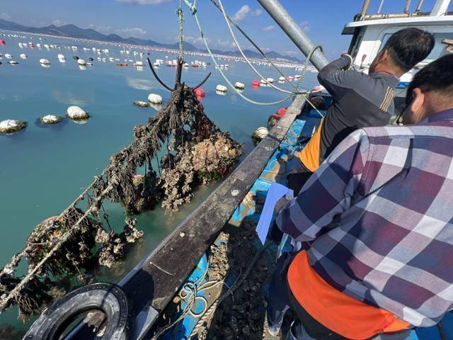 전남 한 어가가 굴 채취를 하고 있다. 기사 내용과 관련없는 사진. 전남도 제공