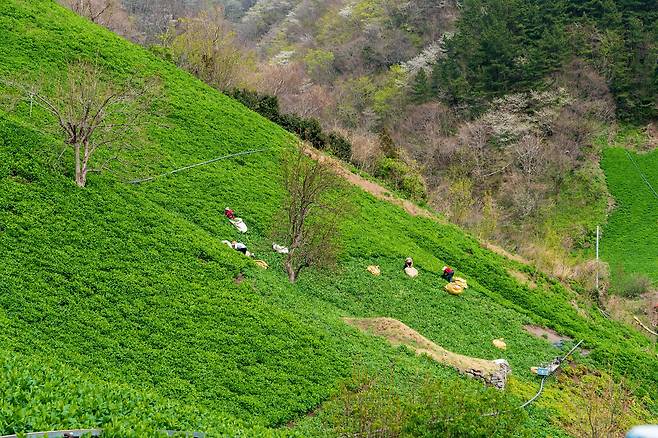 모노레일을 타고 비탈에 올라 명이를 채취하는 울릉도 주민들. 봄이 오면 울릉도는 온통 초록으로 덮인다. 산비탈이며 해안 언덕이며 명이와 부지깽이가 빼곡하게 올라온다. 백종현 기자
