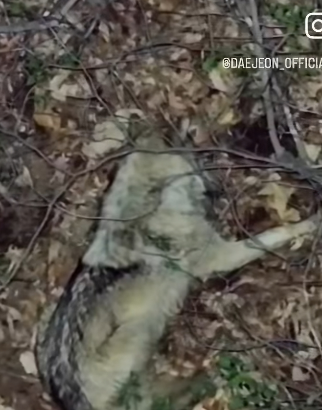 대전 오월드에서 탈출한 늑대 ‘늑구’가 산에서 휴식을 취하고 있는 모습이 지난 14일 수색당국의 드론 영상에 포착돼 있다. 대전시 SNS 캡처