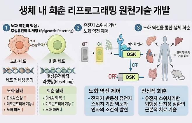 [서울=뉴시스] '생체 내 회춘 리프로그래밍 기술' 연구 모식도. (사진=동국대 제공) 2026.04.15. photo@newsis.com *재판매 및 DB 금지