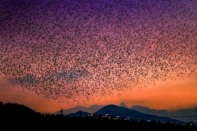 일몰 때 태화강 국가정원 대숲으로 잠자러 돌아오는 겨울 철새 떼까마귀들 [사진/정동헌 기자]