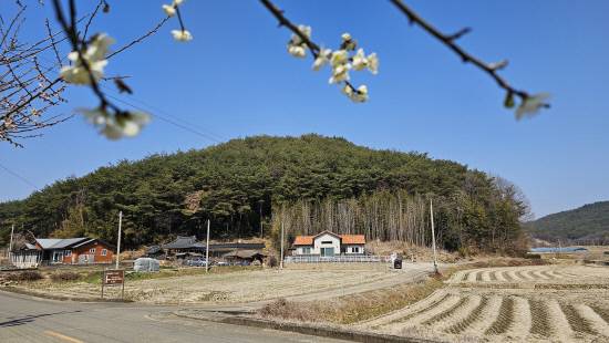 세종대왕 태실지가 있는 야산.