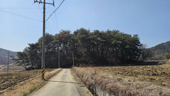 단종 태실지가 있는 야산.