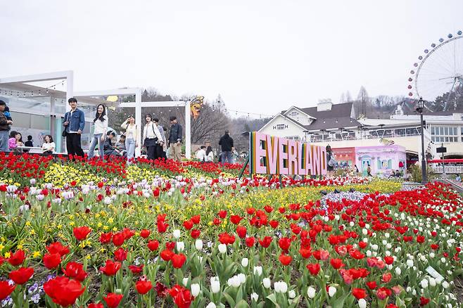 에버랜드, '튤립축제'가 한창인 포시즌스가든.(사진제공=삼성물산리조트부문)