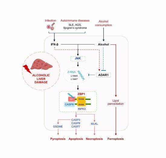 인터페론과 알코올이 ZBP1을 통해 세포 사멸을 유도하는 과정. 감염이나 염증으로 인터페론이 분비된 상태에서 술을 마시면 JNK 신호가 활성화돼 비정상 RNA(Z-RNA)가 급증하고, 이를 면역 센서 ZBP1이 감지해 간세포 사멸을 촉발한다. 여기에 알코올은 평소 Z-RNA를 억제하는 ADAR1 단백질 생성까지 떨어뜨려 간 손상을 더 키우는 것으로 나타났다. 연구진 제공