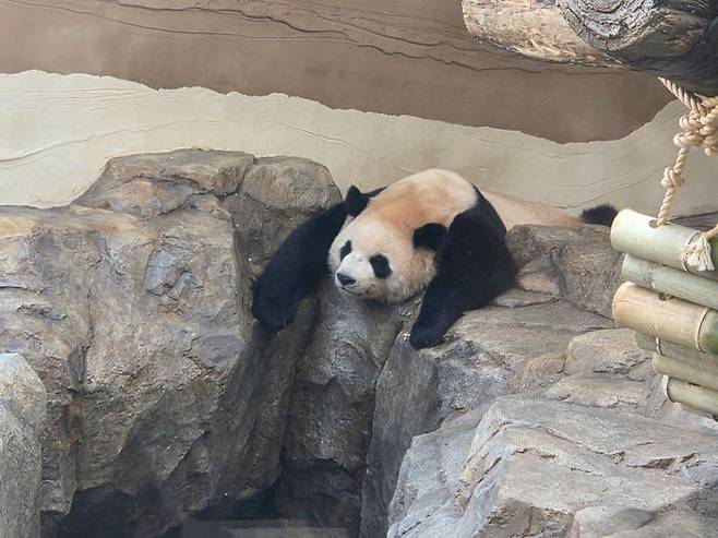 15일 직접 방문한 용인 에버랜드 '판다월드'. 푸바오 동생 루이바오가 앉아있는 모습.ⓒ임채현 기자