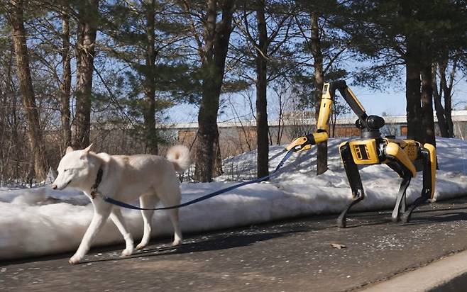 현대자동차그룹 로봇전문기업 보스턴다이내믹스의 사족보행 로봇 ‘스폿’이 주인의 명령을 받고 개를 산책시키고 있다. 보스턴다이내믹스 유튜브 캡처
