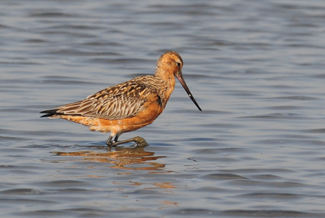 전북 군산 수라갯벌에 도착한 큰뒷부리도요. 오동필 새만금시민생태조사단장 제공