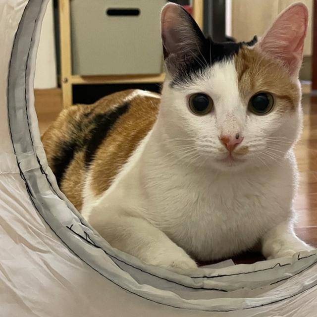 삼색이 고양이 쩨리. 보호자 제공