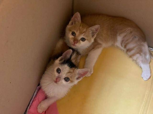 쩨리는 과거 오빠 고양이와 함께 구조됐으며, 두 마리 모두 새 가족을 만났다고 합니다. 보호자 제공