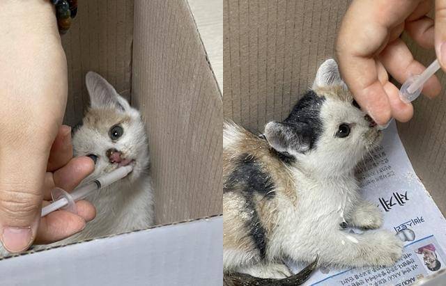 방송통신대 직원에게 구조된 직후 모습. 보호자 제공