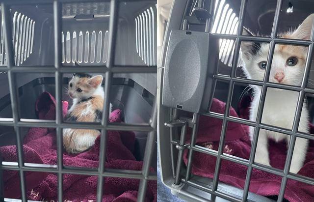 큰 언니가 임보를 위해 쩨리를 처음 만났을 때. 보호자 제공