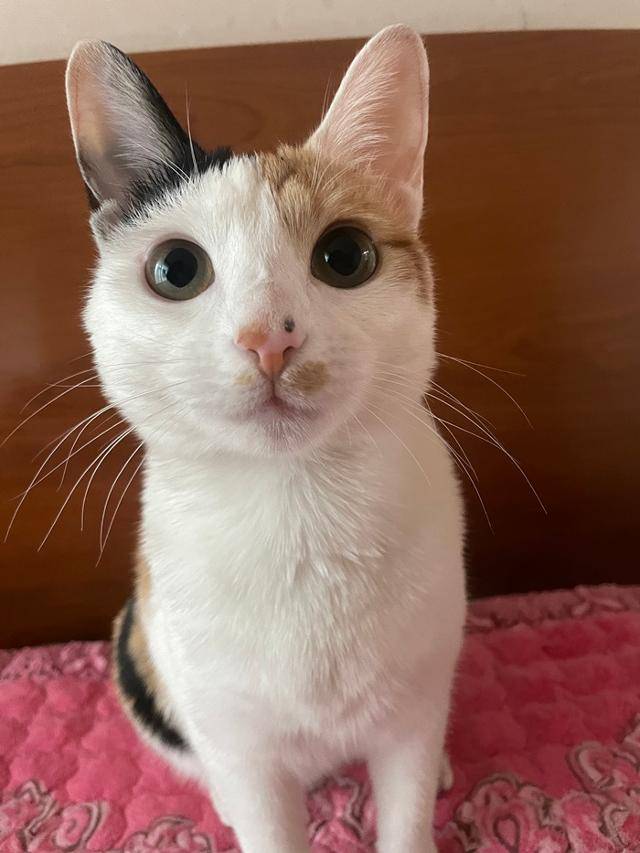 쩨리야, 앞으로도 건강하게 지내자! 보호자 제공