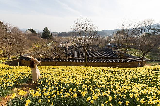 수선화가 만개한 유기방가옥. 100년 역사의 고택과 샛노랑 꽃이 어우러진 풍광이 이채롭다. 최승표 기자