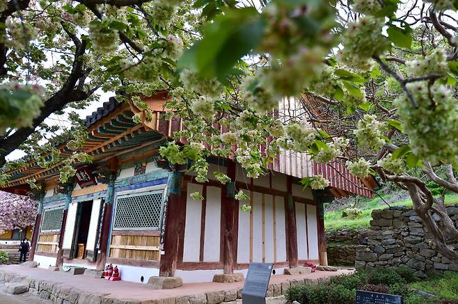 개심사 명부전 앞에는 수령 50년 정도 된 청벚나무 한 그루가 있다. 전국 어디서도 볼 수 없는 연둣빛 벚꽃잎을 틔우는 신비한 나무다. 사진 서산시