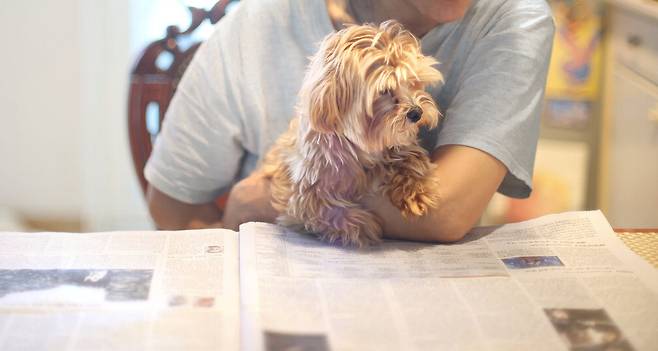 보채던 강아지를 안아줬는데, 제법 진지하게 신문을 보네요. 이 녀석도 세상 돌아가는 게 궁금했나 봅니다. 이충우 기자