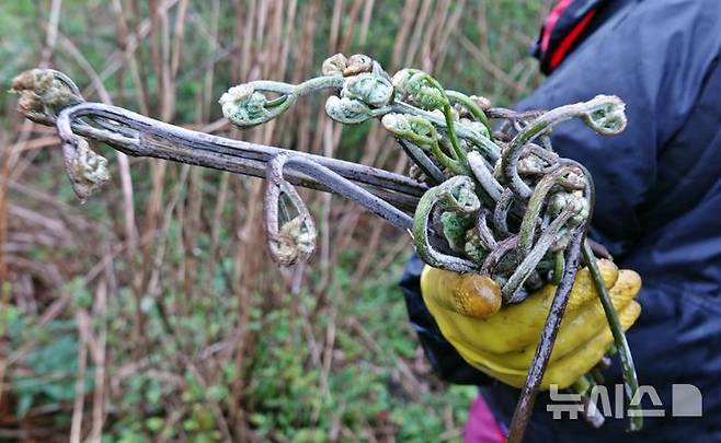 [제주=뉴시스] 오영재 기자 = 15일 오전 제주시 중산간 소재 오름에서 고사리 채취객이 고사리를 들고 있다. 2026.04.15. oyj4343@newsis.com