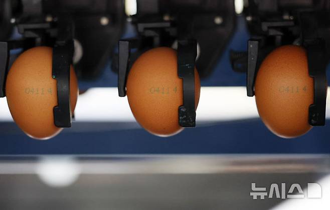 [당진=뉴시스] 이영환 기자 = 16일 충남 당진시 농업회사법인 한솔루트원에서 태국산 신선란 난각이 진행되고 있다.한국농수산식품유통공사(aT)는 태국산 신선란 수입을 통해 국내 계란 수급 안정과 소비자 가격 부담 완화에 나선다고 밝혔다. 2026.04.16. 20hwan@newsis.com