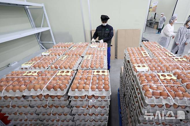 [당진=뉴시스] 이영환 기자 = 16일 충남 당진시 농업회사법인 한솔루트원에서 직원들이 태국산 신선란 선별·포장 작업을 하고 있다.한국농수산식품유통공사(aT)는 태국산 신선란 수입을 통해 국내 계란 수급 안정과 소비자 가격 부담 완화에 나선다고 밝혔다. 2026.04.16. 20hwan@newsis.com