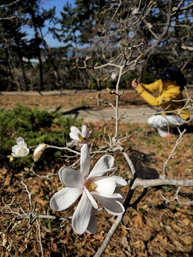 비밀의 정원 별목련.