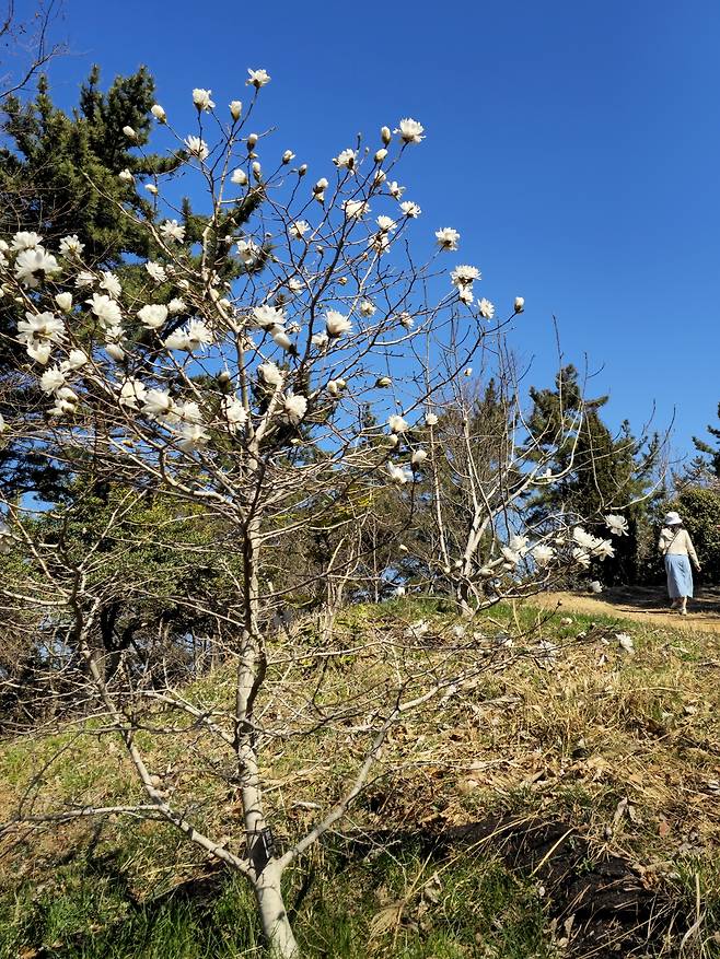 비밀의 정원 별목련.