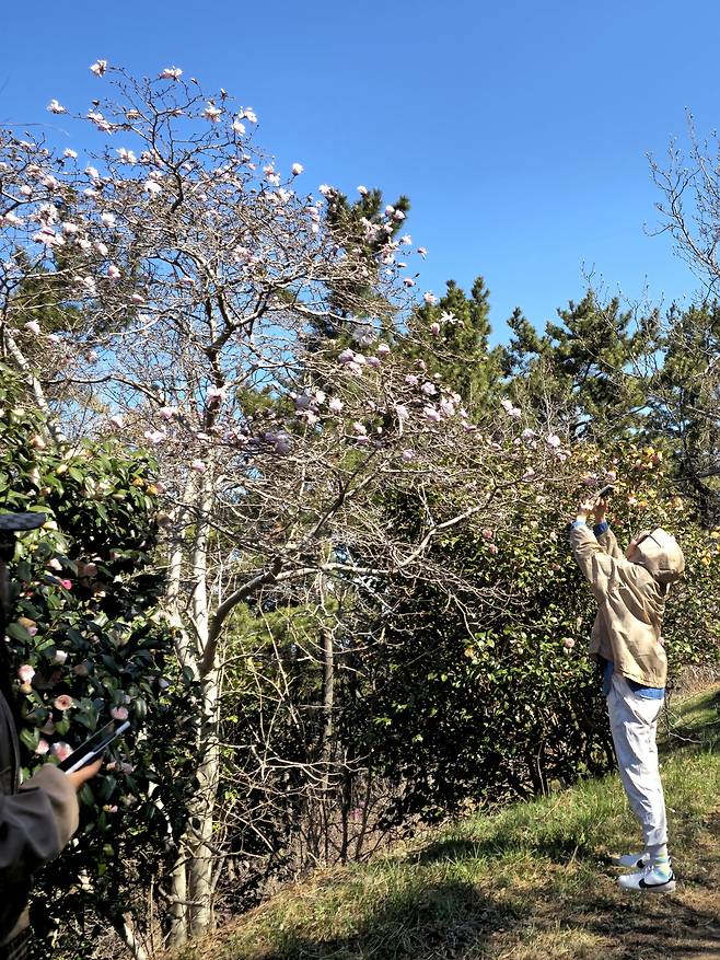 비밀의 정원 별목련.