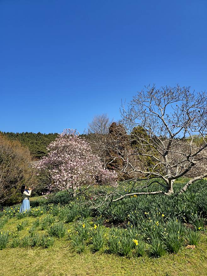 비밀의 정원 목련원.
