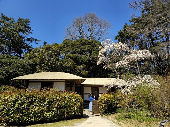 다정큼나무집 큰별목련.