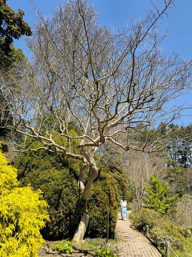 밀러가든 배롱나무.