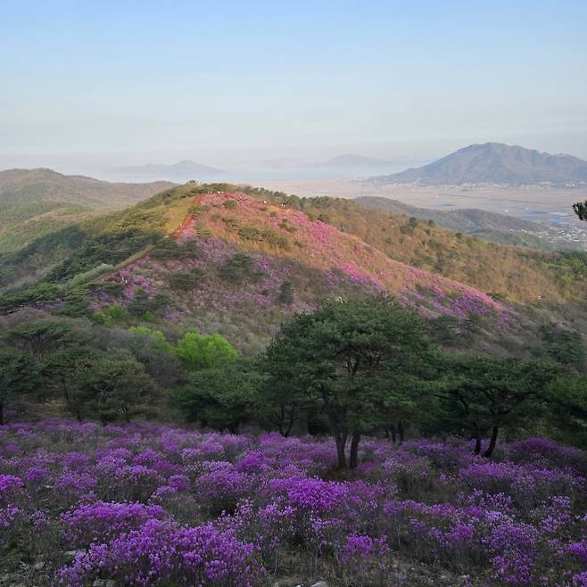 고려산 진달래 군락