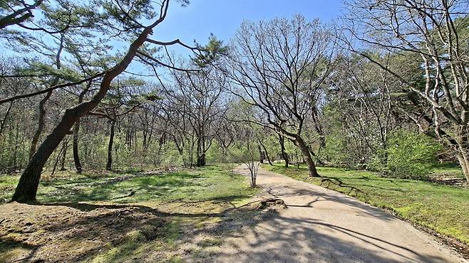 장릉으로 가는 숲길. 박찬희