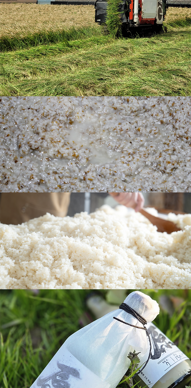 이시보는 제주의 산듸(밭벼)를 활용해 막걸리를 만든다. ⓒ제주의소리