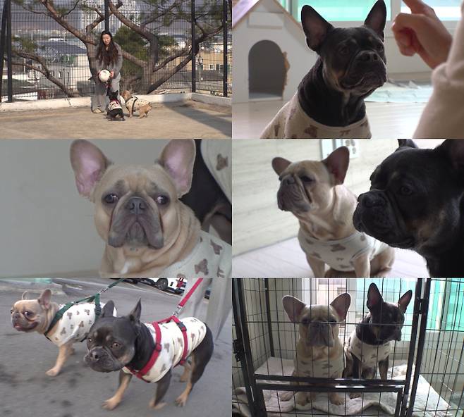 ‘동물농장’ 원조 개통령 등장 (제공: SBS)