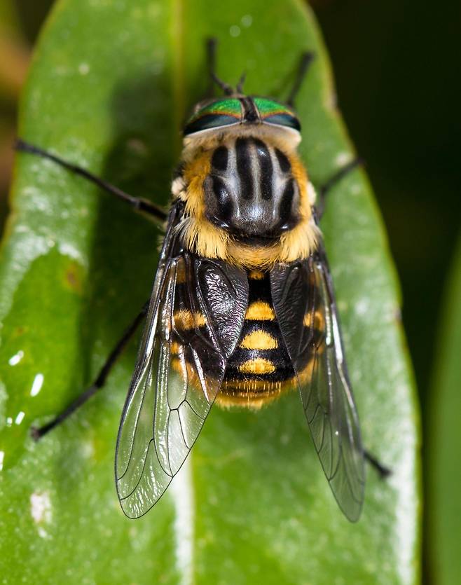 2011년 호주 과학자 브라이언 레사드는 이 파리 이름을 ‘스캅티아 비욘세애’라고 지었다. 엉덩이의 황금빛 털이 가수 비욘세를 연상시킨다는 뜻이다. /위키미디아