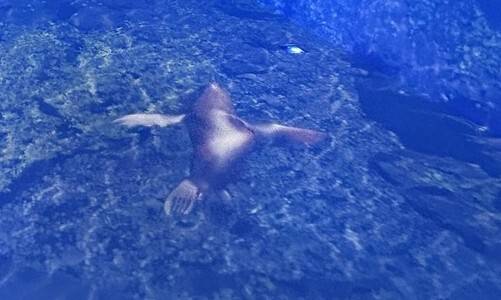 16일 일본 도쿄 지요다구 영토·주권 전시관의 몰입형(이머시브) 극장에서 독도를 ‘다케시마’로 부르며 당연하다는 듯 일본 영토로 소개하는 영상이 상영되고 있다.