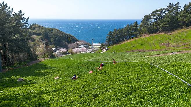 울릉도 학포 해변 인근 비탈에서 부지깽이를 뜯는 사람들. 이맘때 울릉도는 사방에서 올라오는 봄나물로 섬 전체가 초록빛으로 물든다.