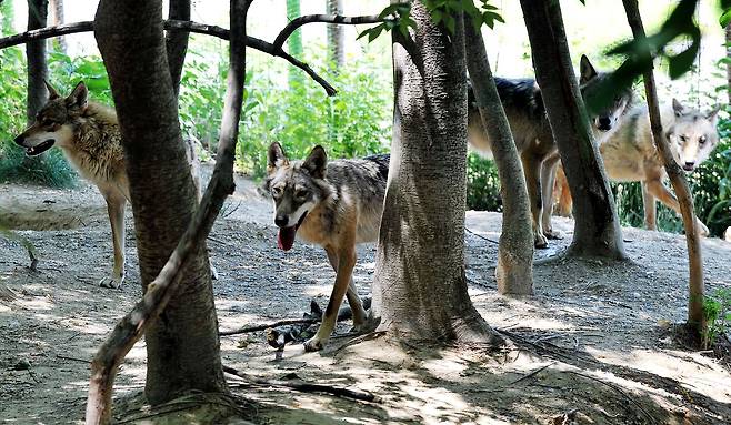 2010년 6월 당시 대전동물원(현 오월드)이 한국늑대 자연번식에 성공했다며 공개한 2세대 늑대들. 인공수정이 아닌 자연임신을 통해 번식됐다. 프리랜서 김성태.