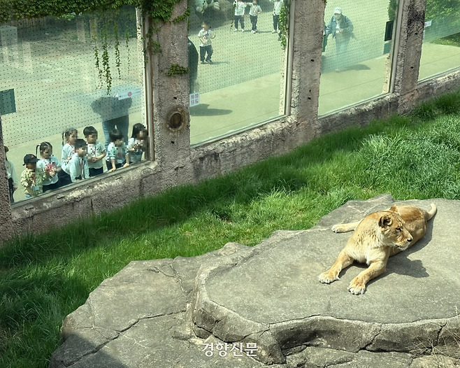 어린이들이 17일 오후 서울 광진구 서울어린이대공원 동물원에서 투명 관람 창 너머 암사자를 호기심 어린 눈빛으로 바라보고 있다. 안효빈 기자