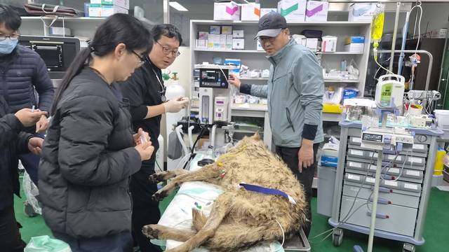 오월드로 후송된 늑구가 바이탈 체크를 받고 있다. 대전시 및 오월드 제공