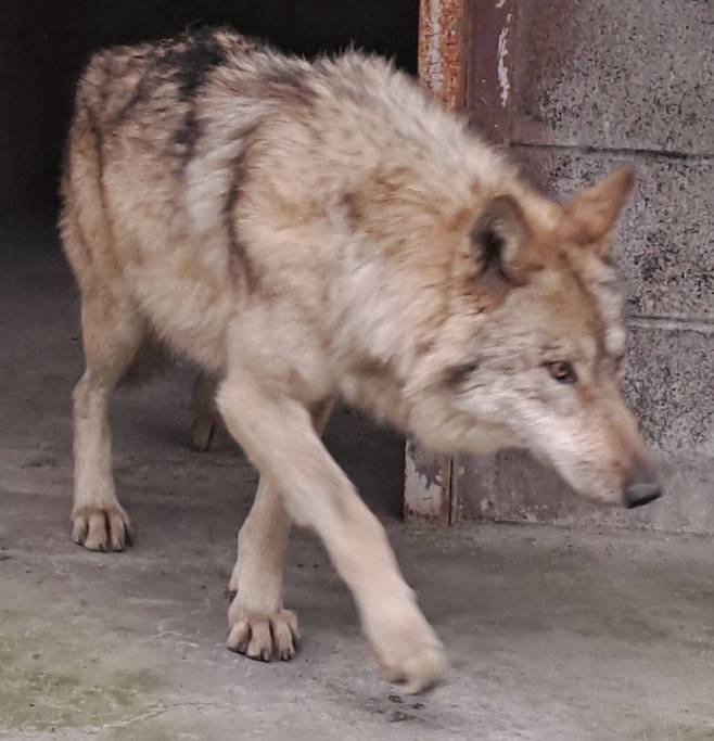 대전 오월드에서 탈출한 늑대 ‘늑구’가 탈출 9일 만인 17일 0시 44분께 대전 중구 안영동 안영IC 인근에서 포획됐다. 사진은 병원 다녀온 뒤 회복 중인 늑구. 2026.4.17 [대전오월드 제공. 재판매 및 DB 금지] [연합]
