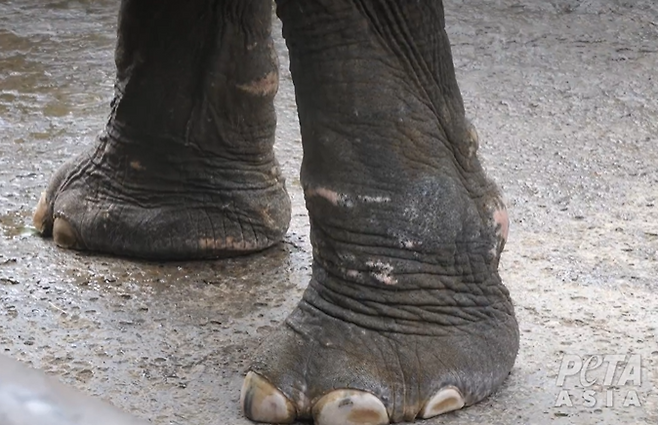 인도네시아 발리의 한 코끼리 타기 관광지에서 사육하는 코끼리 다리에 상처가 가득하다.[PETA 홈페이지 갈무리]