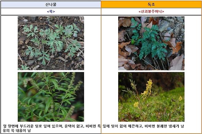 모양이 유사해 구별하기 어려운 산나물 ‘쑥’(왼쪽)과 독초 ‘산괴불주머니’. 식품의약품안전처 제공