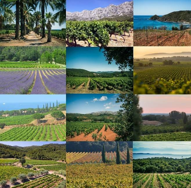 프로방스의 다양한 포도밭. 뱅드프랑스