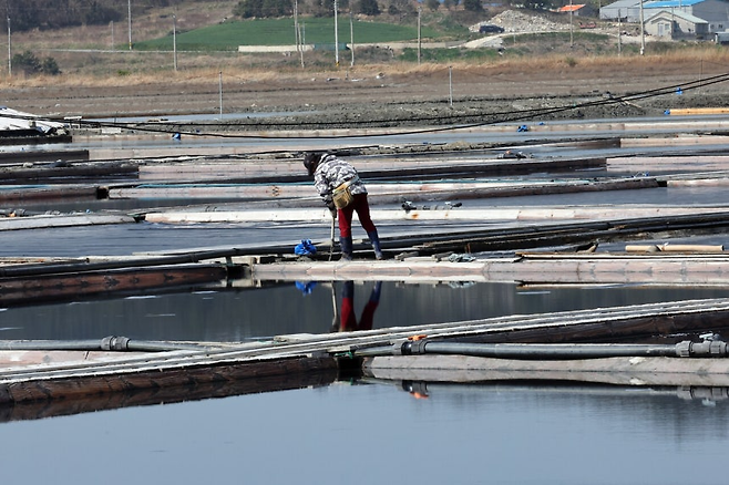 전남 신안군 증도 태평염전에서 작업자가 염전을 정리하고 있다 (기사 내용과 무관). 연합뉴스