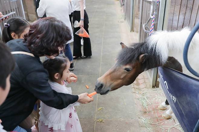 시크릿웨이 투어 승용마사 관람